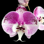 Phalaenopsis Charming Angelina '1201' (Big Lip)