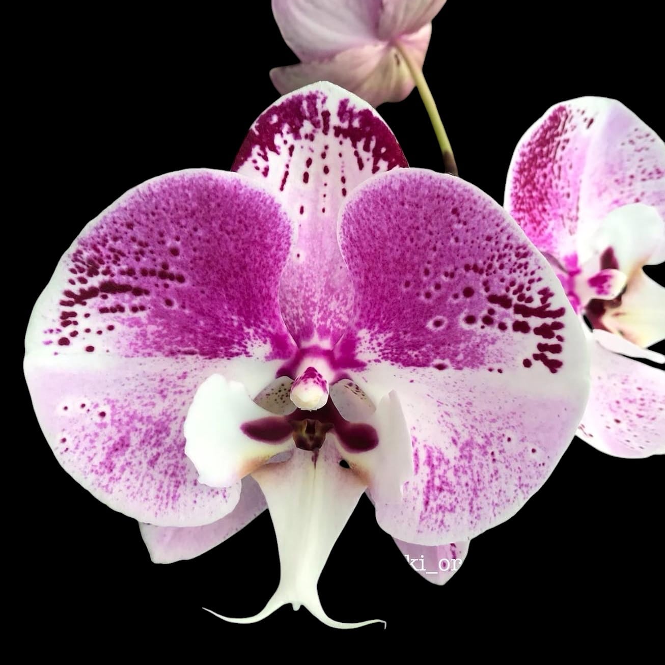 Phalaenopsis Charming Angelina '1201' (Big Lip)