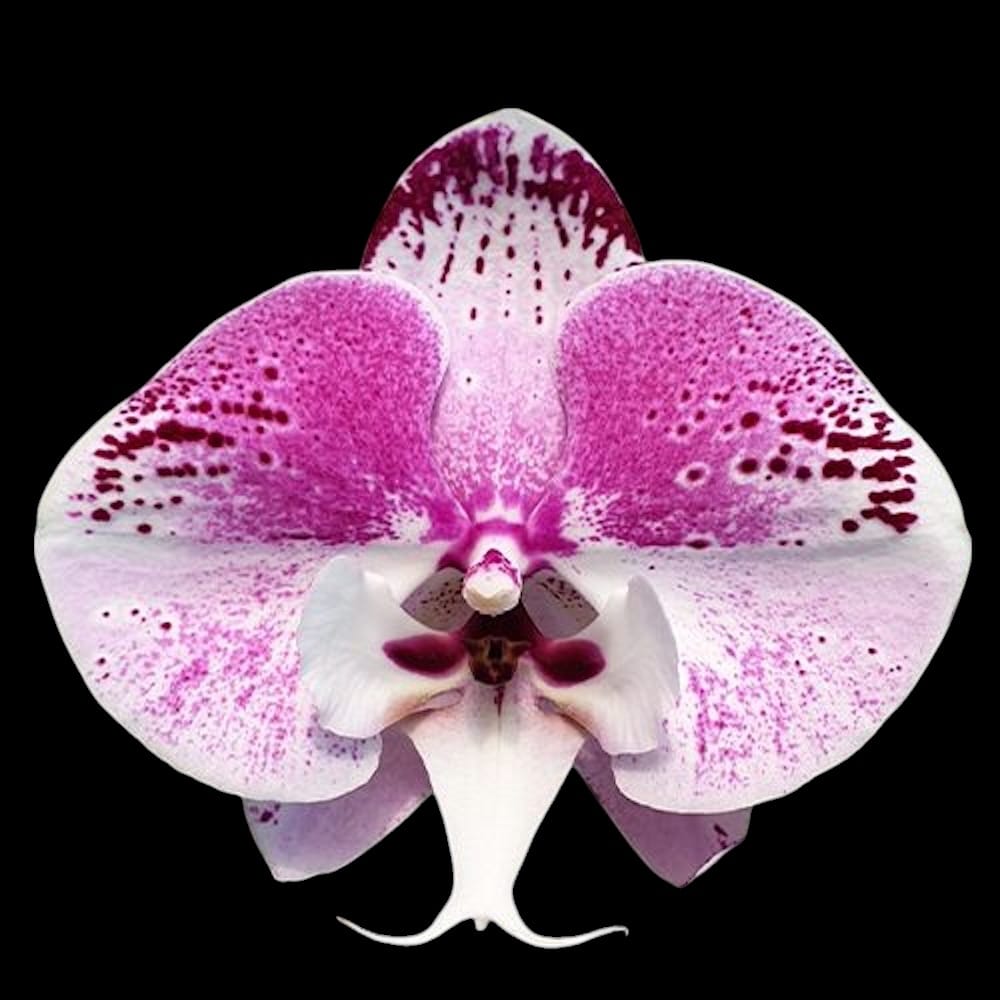 Phalaenopsis Charming Angelina '1201' (Big Lip)