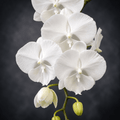Phalaenopsis Charming Crystal Water '1288