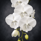 Phalaenopsis Charming Crystal Water '1288