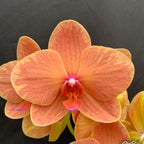 Phalaenopsis Charming Fortune '1357'