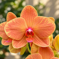 Phalaenopsis Charming Fortune '1357'