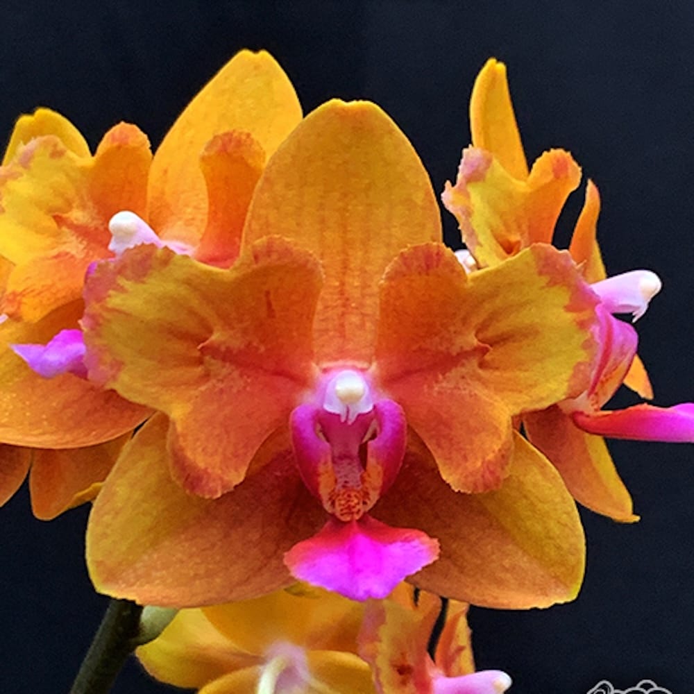 Phalaenopsis Charming Little Gold (peloric)