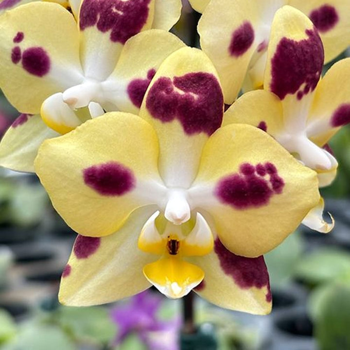 Phalaenopsis Charming Melody 'Pocketmon'