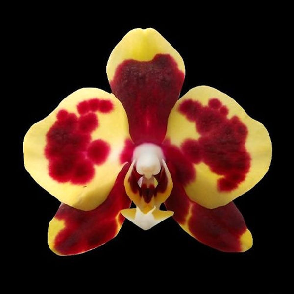 Phalaenopsis Charming Melody 'Pocketmon'