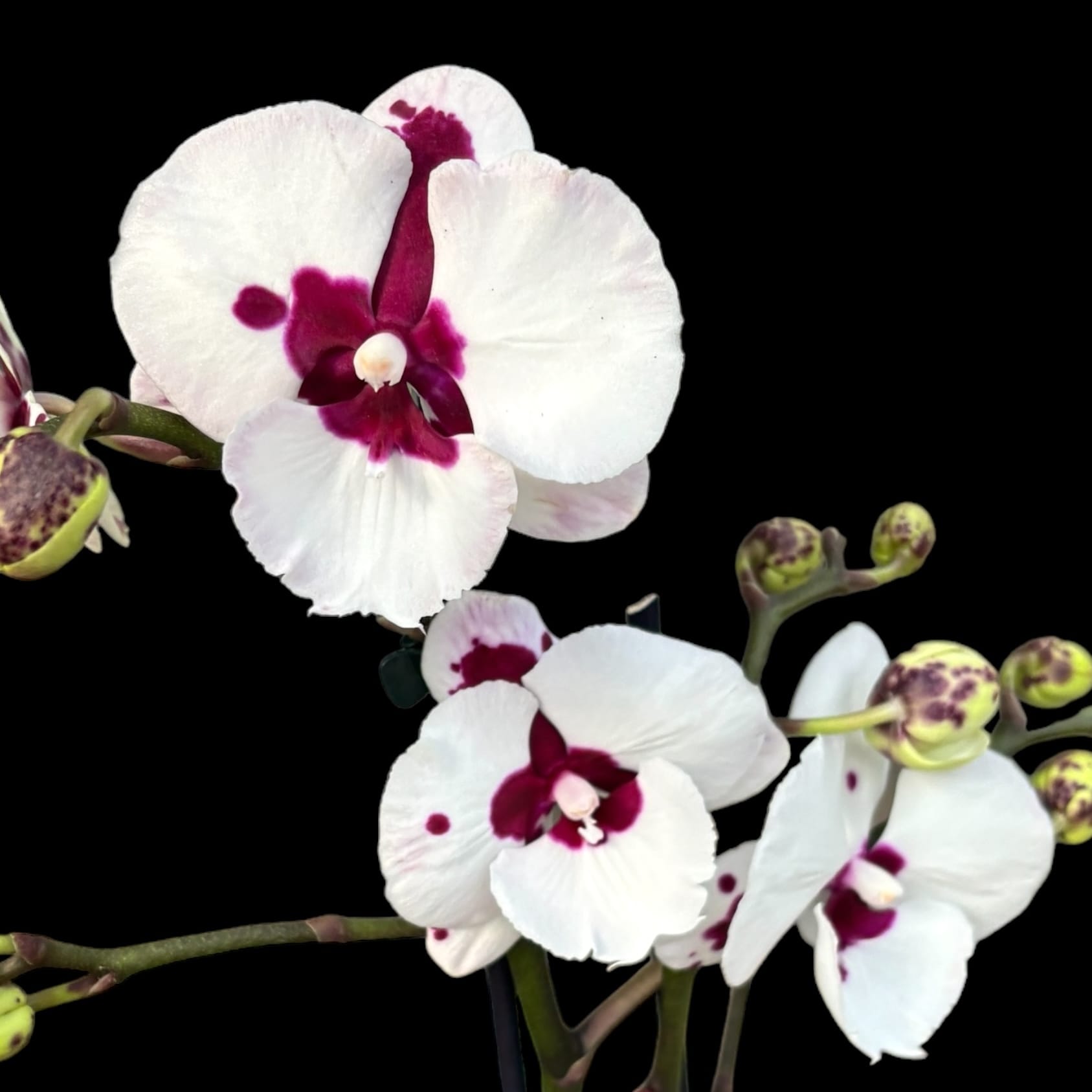 Phalaenopsis Charming Panda '1224'