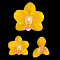 Phalaenopsis Cheese Burnt Cream (peloric)
