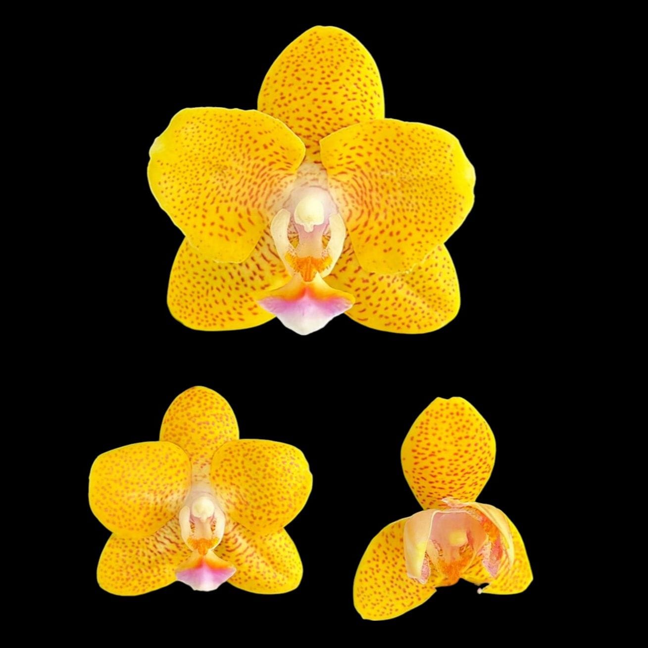 Phalaenopsis Cheese Burnt Cream (peloric)