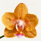 Phalaenopsis Cheese Burnt Cream (peloric) - fragrant flowers