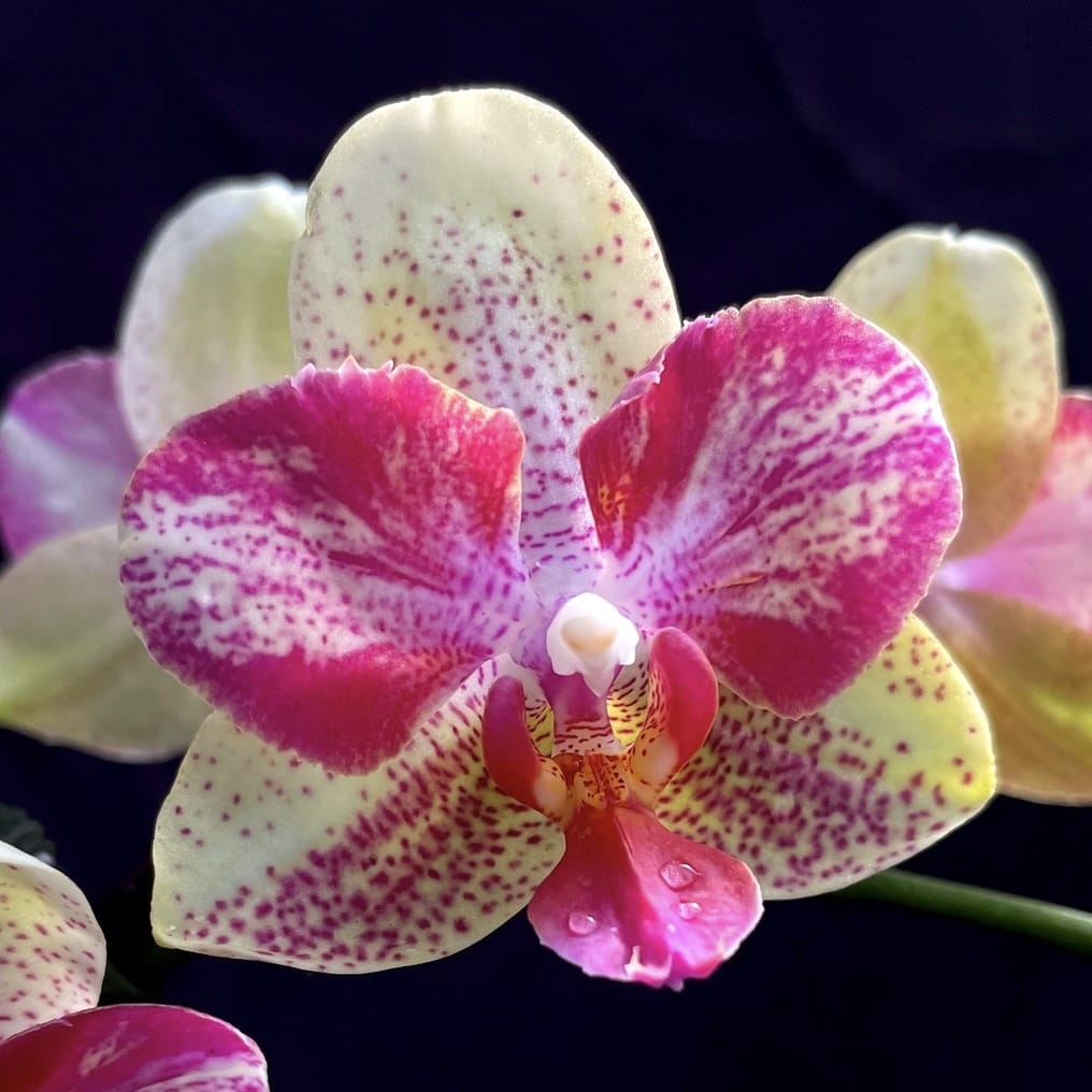 Phalaenopsis Chi-Yueh Kaleidoscope