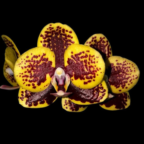 Phalaenopsis Chiada Monica '438'