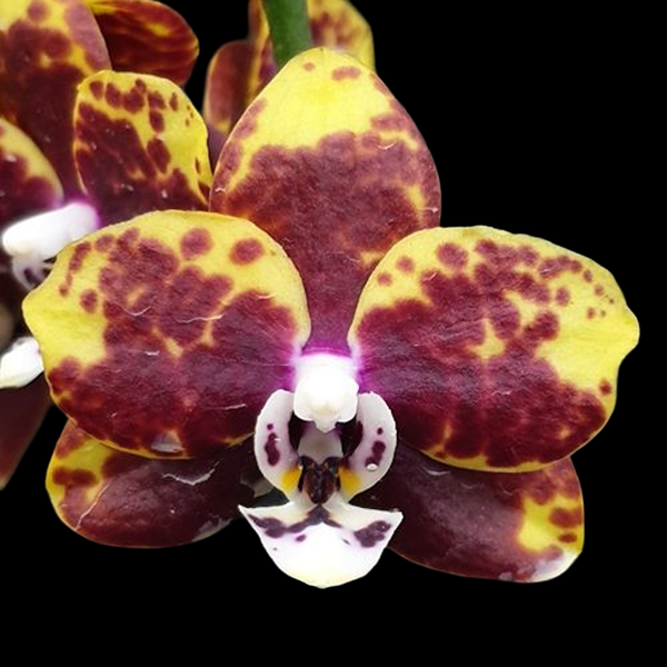 Phalaenopsis Chiada Monica '438'