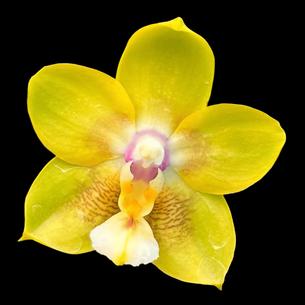 Phalaenopsis Chiada Sherry 