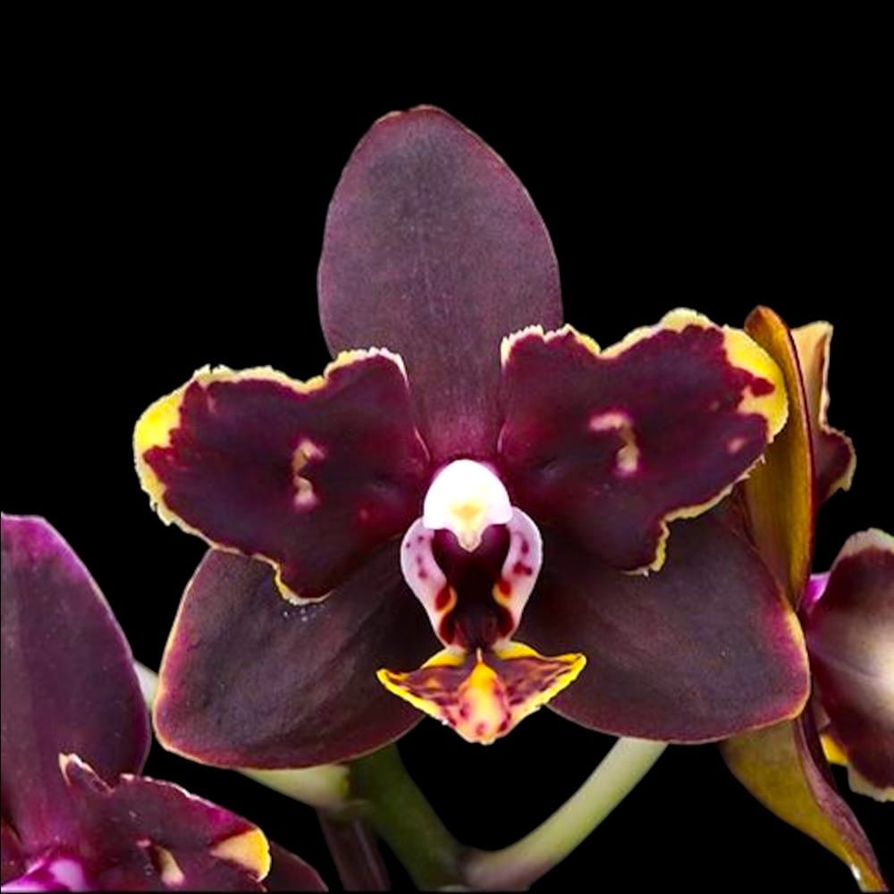 Phalaenopsis Chiada Stacy (peloric)