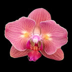 Phalaenopsis Chialin Arcobaleno (pelorica)