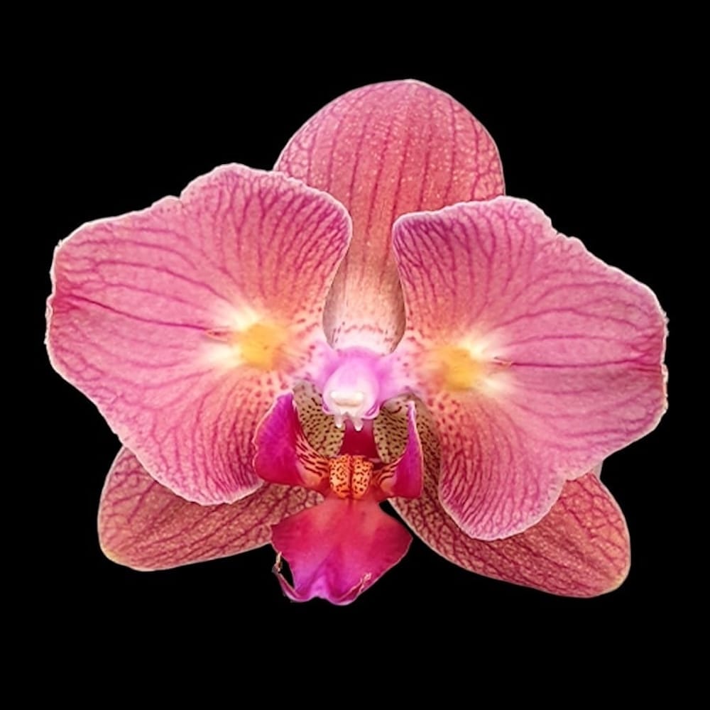 Phalaenopsis Chialin Rainbow (pélorique)