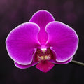 Phalaenopsis Ching Ann Diamond