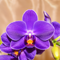 Phalaenopsis Ching Ann Mary '1830'