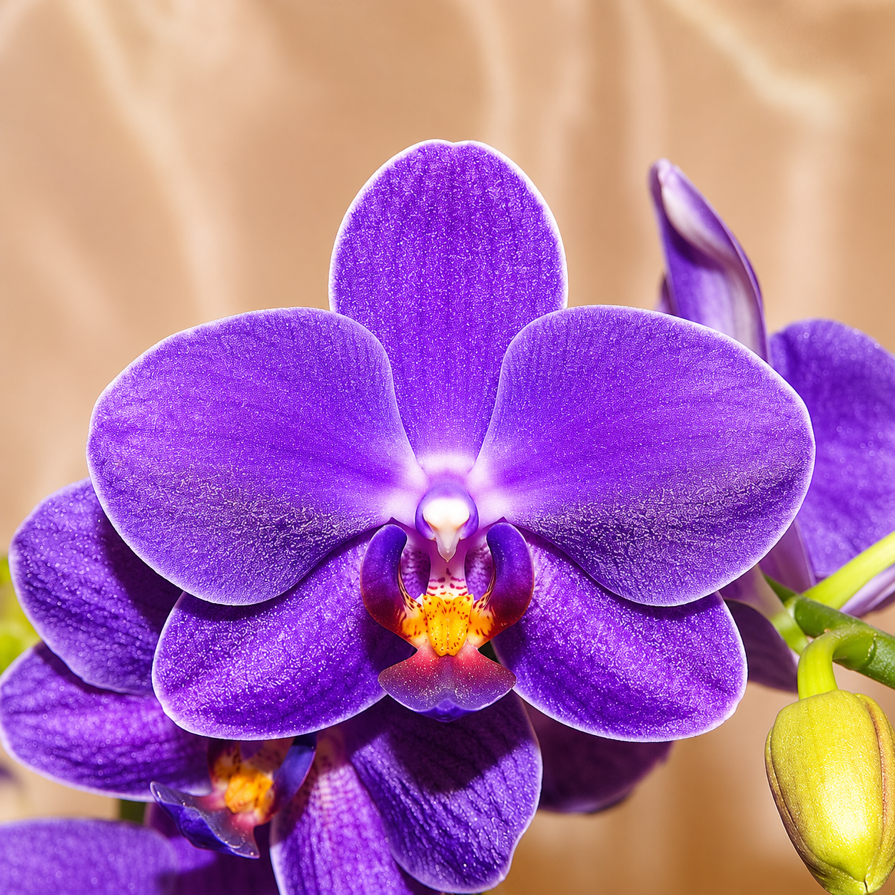 Phalaenopsis Ching Ann Mary '1830'