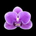 Phalaenopsis Ching Ann Minnie