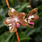 Phalaenopsis Christina Weltz '3088' (Phal. gigantea × Phal. javanica)