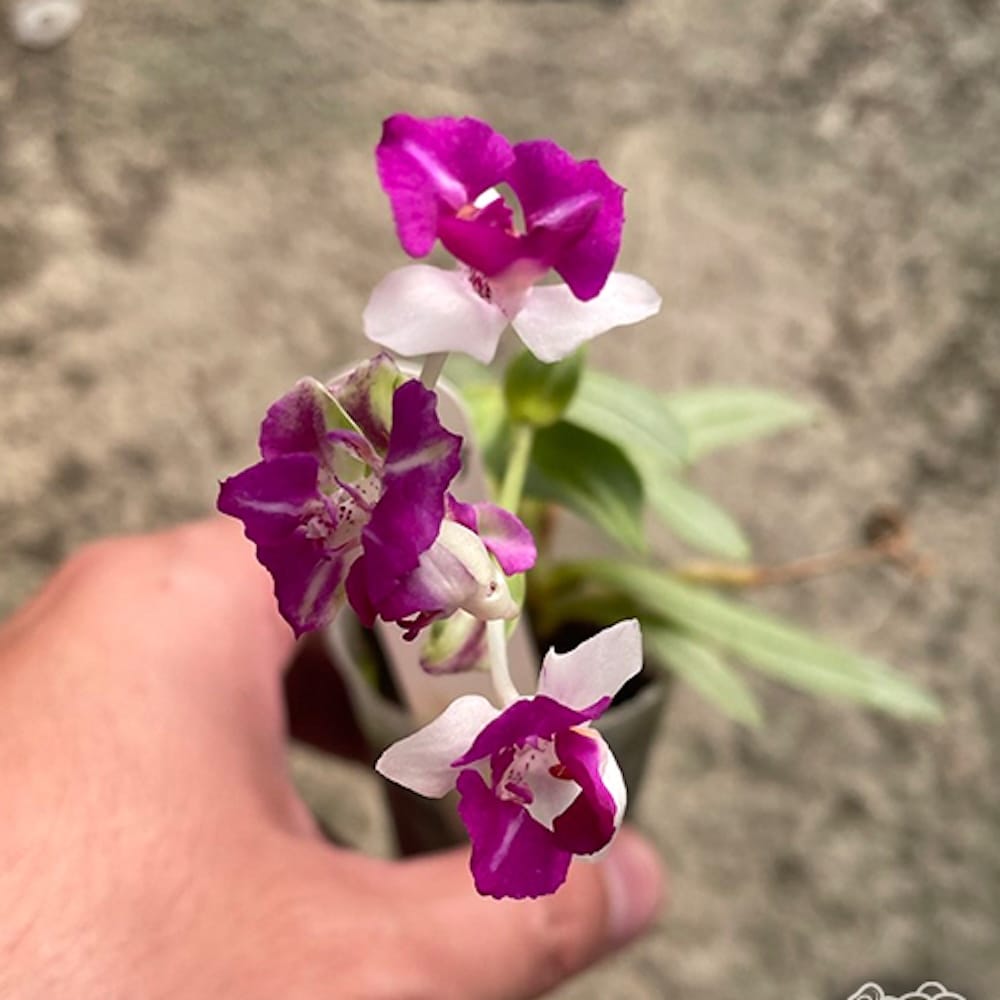 Phalaenopsis Cute Ariel (peloric & silver leaves)