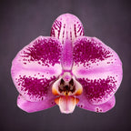 Phalaenopsis DO Bru Queen Saleha