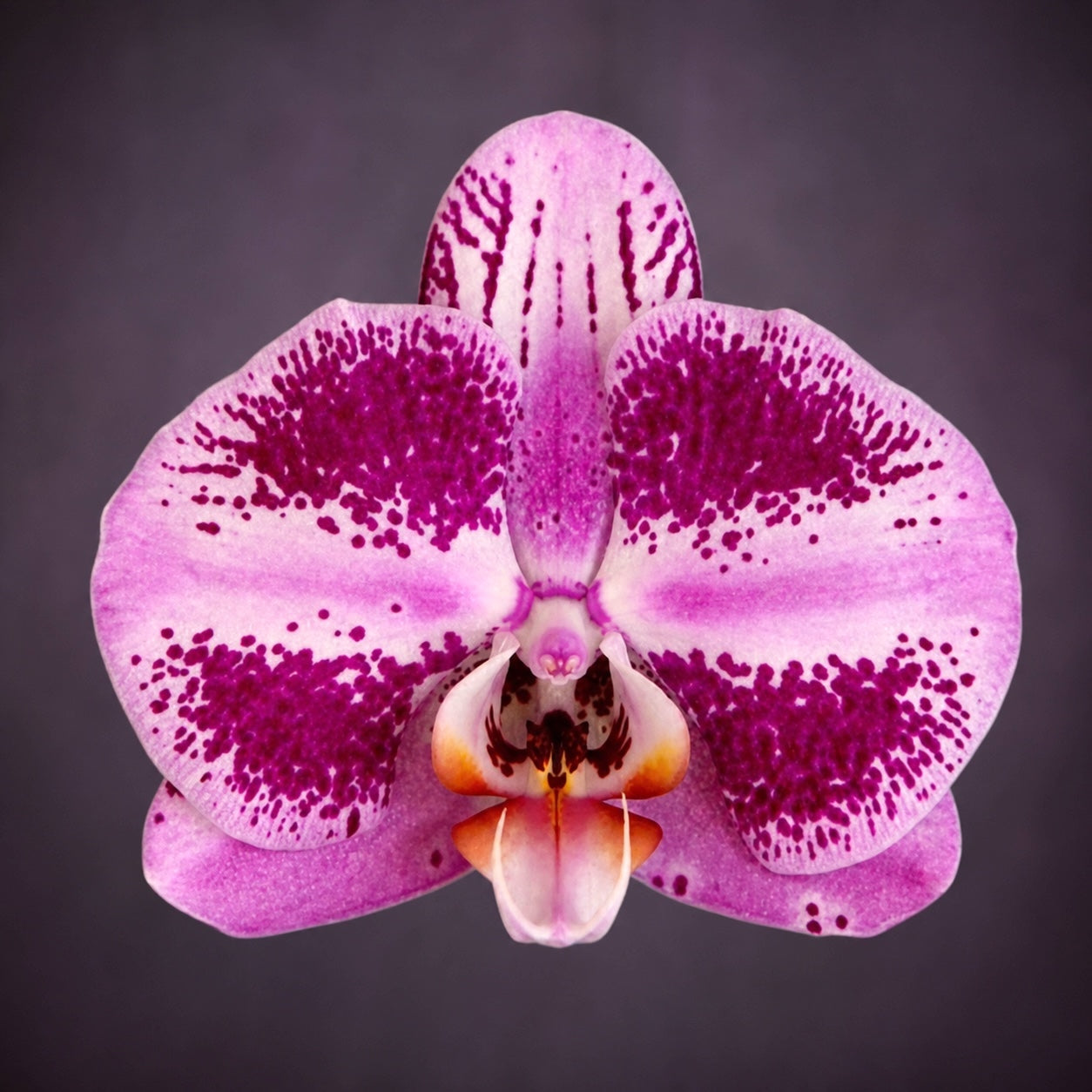 Phalaenopsis DO Bru Queen Saleha