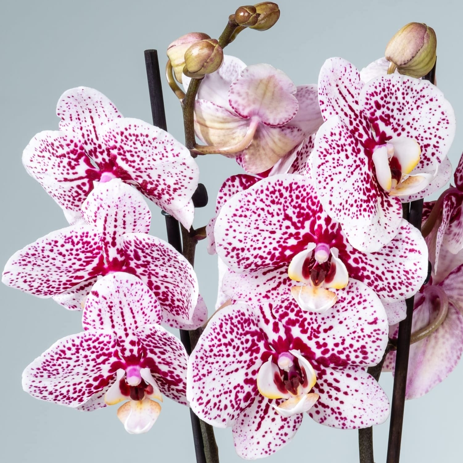 Phalaenopsis Dutch Beauty
