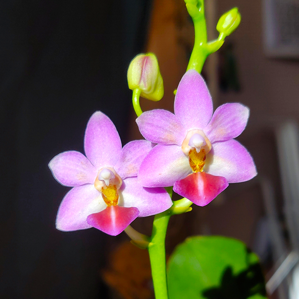 Phalaenopsis Evarise Blue Angel