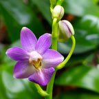 Phalaenopsis Evarise Blue Angel