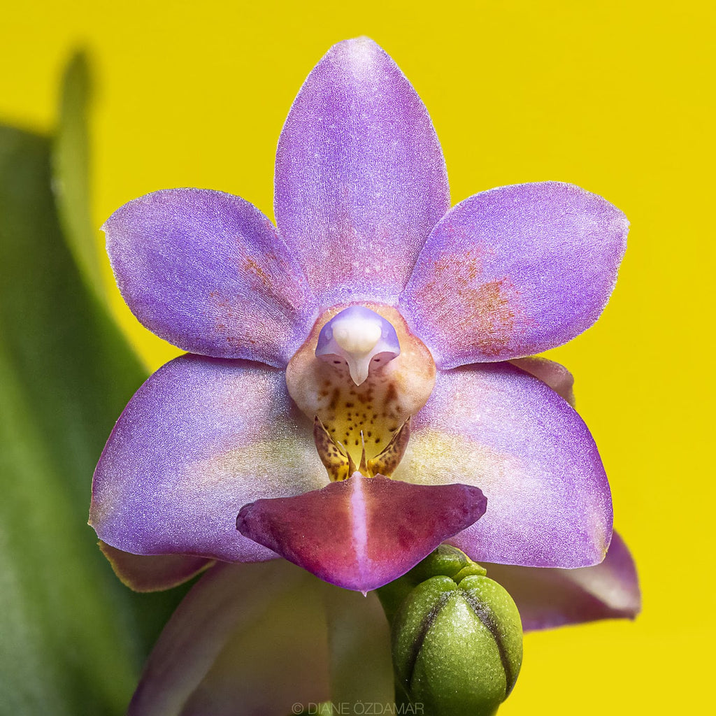 Phalaenopsis Evarise Blue Angel