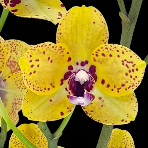 Phalaenopsis Fangmei Green World