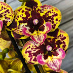 Phalaenopsis Fangmei Pretty Golden '319'