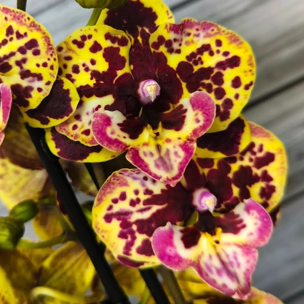 Phalaenopsis Fangmei Pretty Golden '319'