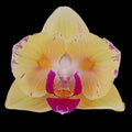 Phalaenopsis Fangmei Sweet '322'