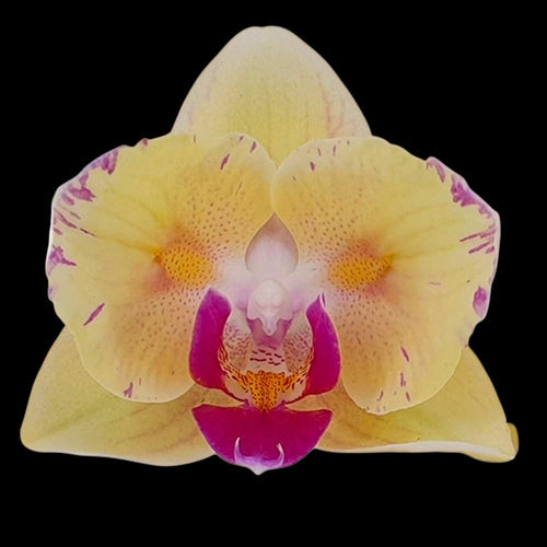 Phalaenopsis Fangmei Sweet '322'