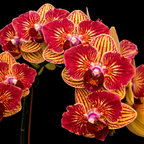Phalaenopsis Fangmei Sweet (peloric - butterfly)