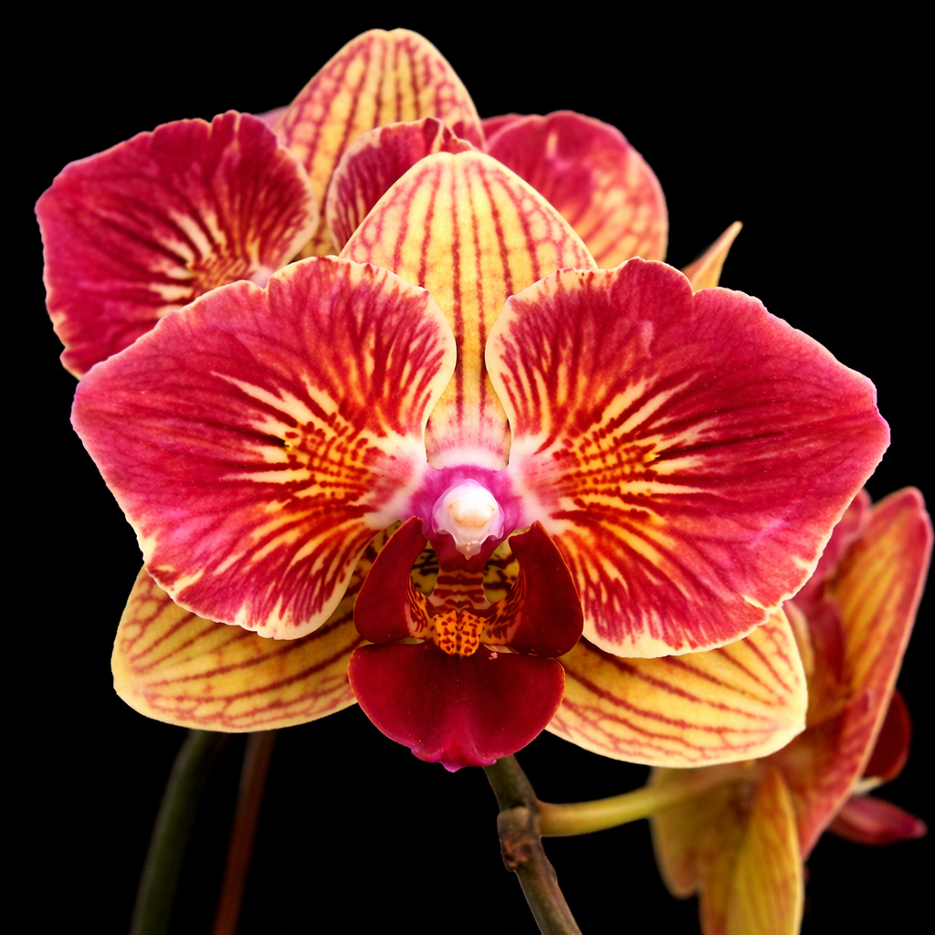 Phalaenopsis Fangmei Sweet (peloric - butterfly)