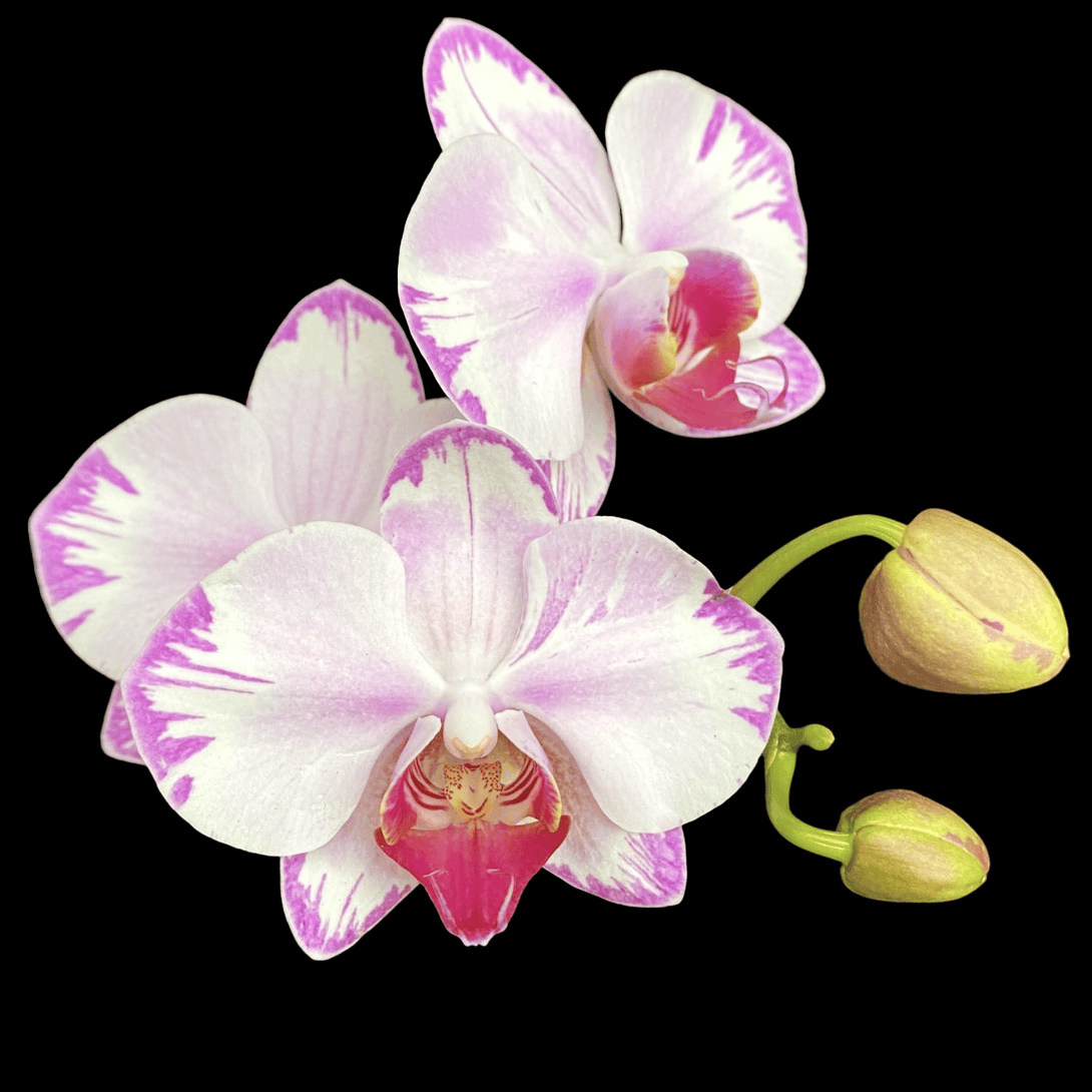 Phalaenopsis Fong Tien's Amapearl 'Cone Pearl CL913G'