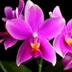 Phalaenopsis Formosa Sweet Memory (Timothy Christopher × bellina) 