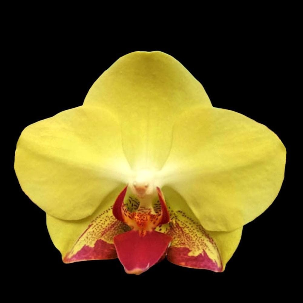 Phalaenopsis Fortune Saltzman 'Montclair'