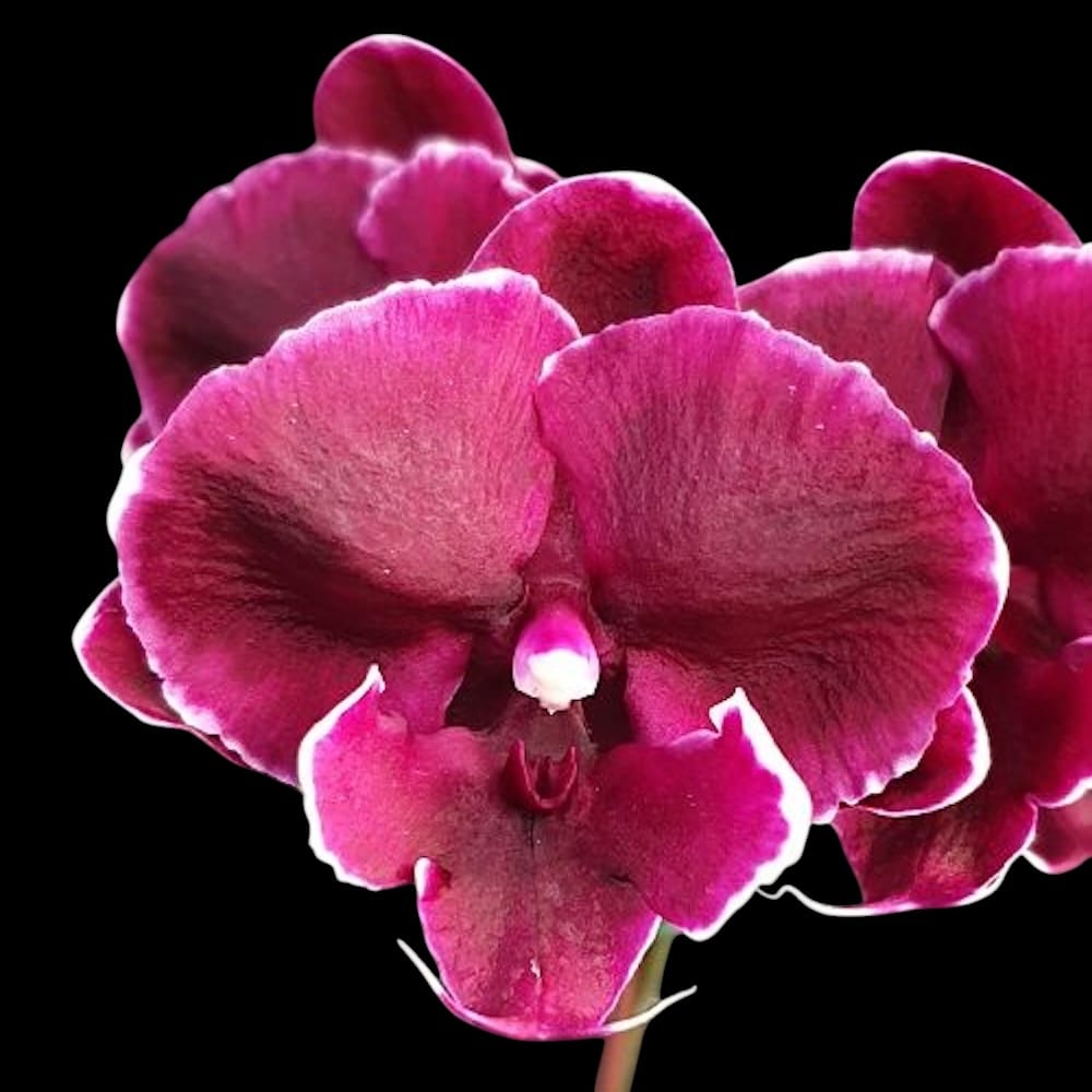 fara flori (ghiveci 2.5 inch ~ 9cm)