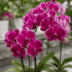 Phalaenopsis Fusheng Purple Rose