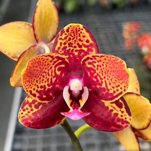 Phalaenopsis GC Reyoung Lava