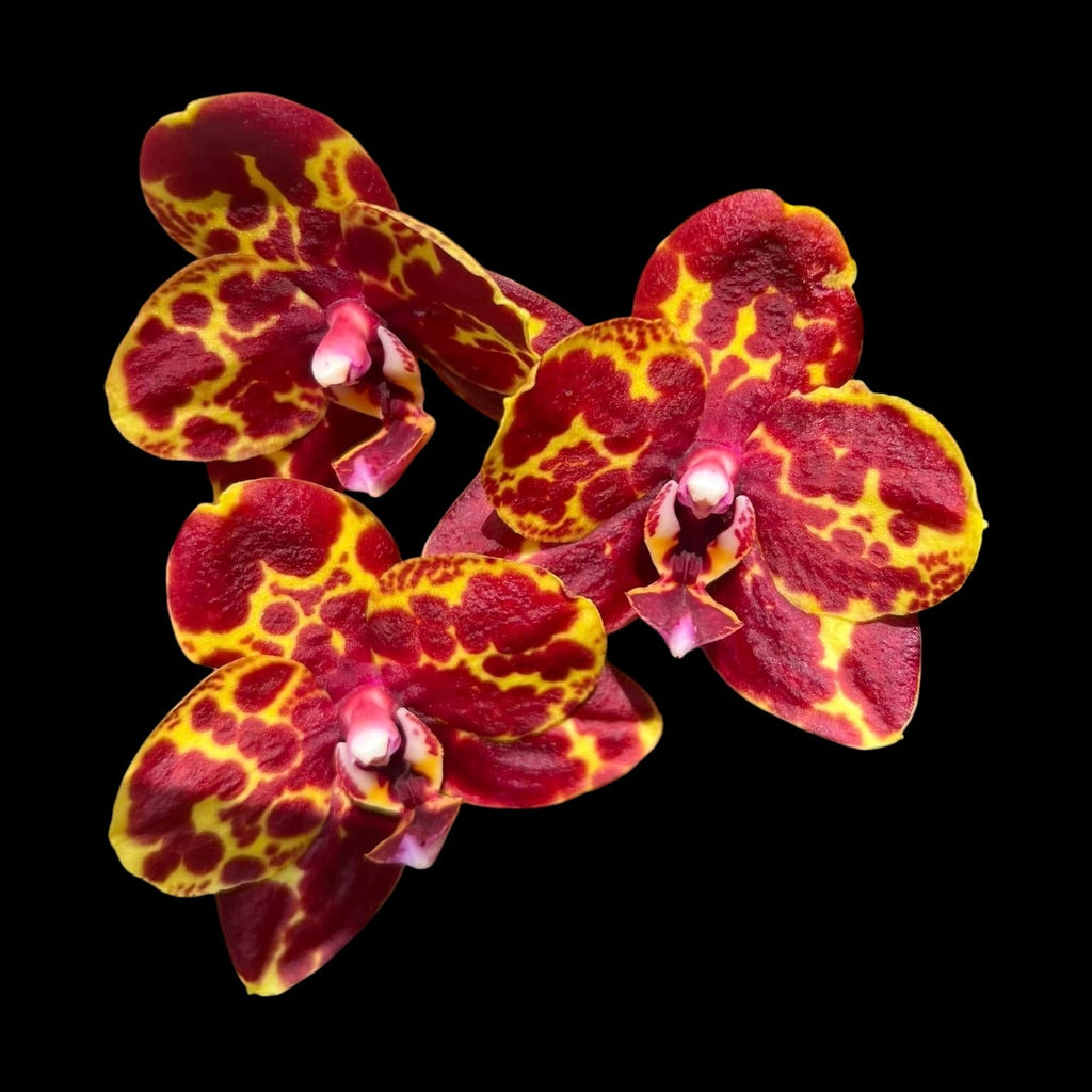 Phalaenopsis GW Green World 'Snakeskin'