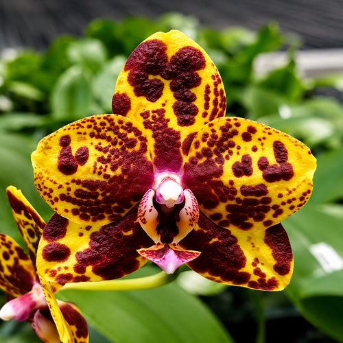 Phalaenopsis GW Green World 'Snakeskin'