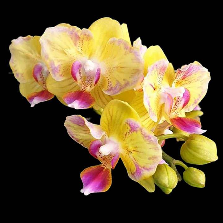 Phalaenopsis Golden Yuzu (peloric)