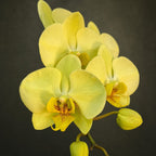 Phalaenopsis Golden Moonlight